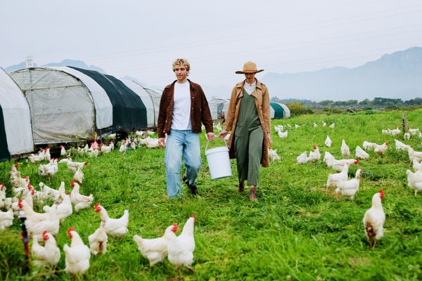 Karacabey Tavuk Çiftliklerinde Üretim ve Stok Takibi